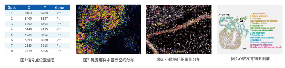 新型RNA原位测序技术服务-02.jpg