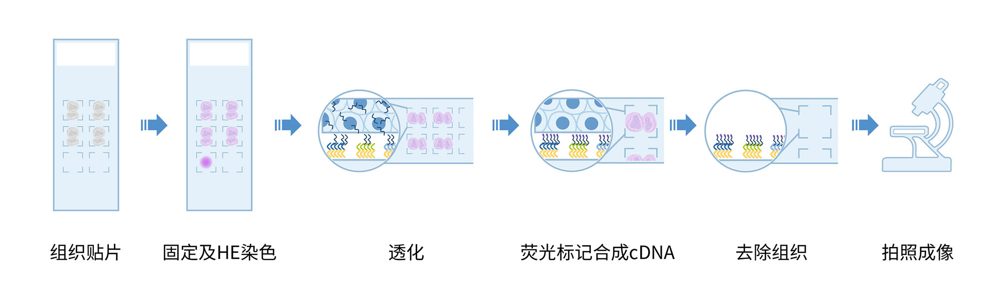 空间转录组核心原理图20230327_画板 1-04.jpg