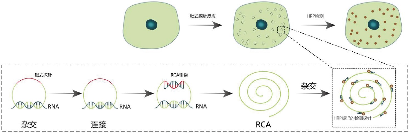 SEERNA® CISH RNA-显色原位杂交试剂盒折页-最终.jpg